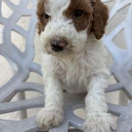 Tom - Parti male Goldendoodle puppy in Davie, Florida from Daviegoldendoodles