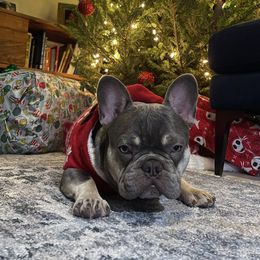 Ice - French Bulldog