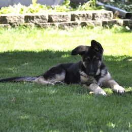 German Shepherd Puppies from Bmeerhuis German Shepherds
