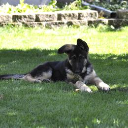 German Shepherd Puppies from Bmeerhuis German Shepherds