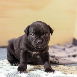 Staffordshire Bull Terrier Puppies from Ol'Wood Staffords