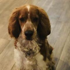 Welsh Springer Spaniels from Gualtieri's Welsh Springer Spaniels