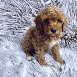 Cavachon, Cavalier King Charles Spaniel, Cavapoo, Goldendoodle, and Poodle Puppies from Manoka's Honeybee