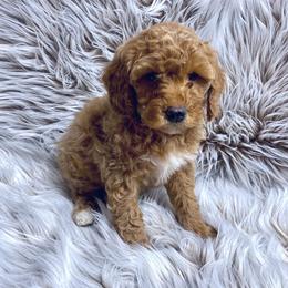 Cavachon, Cavalier King Charles Spaniel, Cavapoo, Goldendoodle, and Poodle Puppies from Manoka's Honeybee