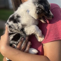 Miniature Australian Shepherd Puppies from Little Sooner Aussies