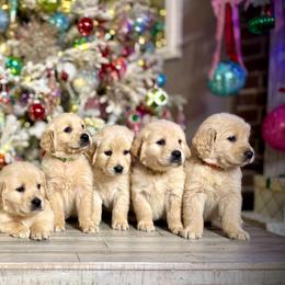 Golden Retriever puppies from The Golden Life