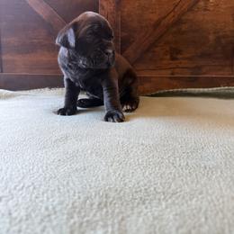 Cane Corso Puppies from Cowan Farms