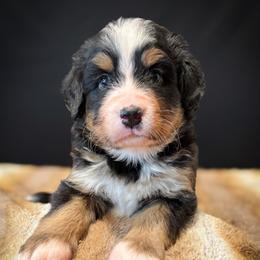 Ella - Tri-color female Bernese Mountain Dog puppy in Alabama from Dogwood Creek Bernese