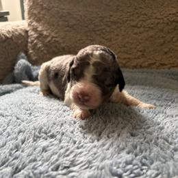 Jacob - Blue merle male Bernedoodle puppy in Rochester, Massachusetts from Harmony Hill Doodles
