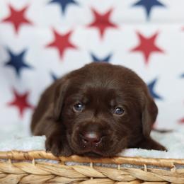 Magnolia - Chocolate female Labrador Retriever puppy in Williamston, South Carolina from Dutton Dog Co & Dalla Grazia Doberman