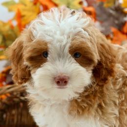 Hunk - Yellow and white male Bernedoodle puppy in Muskogee, Oklahoma from Lawler’s Legacy Litters