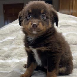 LeRoy - Red tri male Miniature Australian Shepherd puppy in Osceola Mills, Pennsylvania from Grace River Aussies