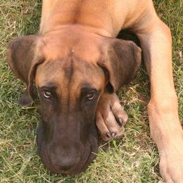 Great Dane Puppies from DaneDreams