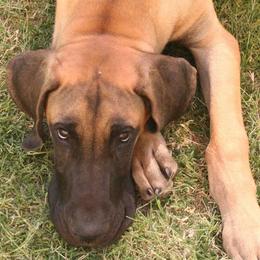 Great Dane Puppies from DaneDreams