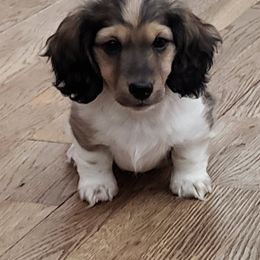 Dachshund Puppies from Infinity Dachshunds