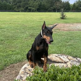 Girl 3 - Doberman Pinscher puppy in Pittsboro, North Carolina from Macaco’s
