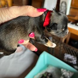Mickey Mouse - Salt and pepper male Miniature Schnauzer puppy in Elk Grove, California from Meuser's Miniature Schnauzers