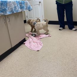 Bernedoodle Puppies from Bruce and Emma Doodles