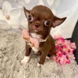 Mira - Chocolate female Chihuahua puppy in Mesa, Arizona from Arizona Dream Chihuahuas