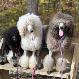 Collie, Poodle, and Shetland Sheepdog All Grown Up from Adiame Kennels