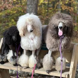 Collie, Poodle, and Shetland Sheepdog All Grown Up from Adiame Kennels