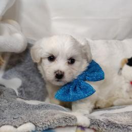 Maximus - White male Coton de Tulear puppy in Westfield, North Carolina from Legacy Pets