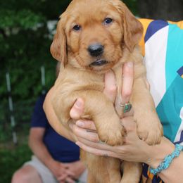Golden Retriever Puppies from Red Bank Goldens