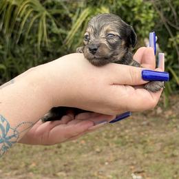 Gravy - Cream male Dachshund puppy in Sebring, Florida from Mini Weenies