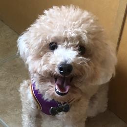 Creamie - Poodle