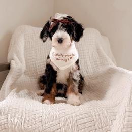 Ever - Merle female Bernedoodle puppy in Cold Spring, Minnesota from A.N.A. Doodles