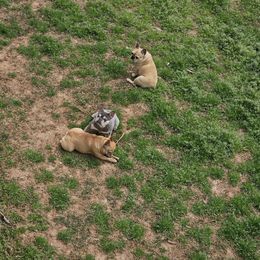 French Bulldog Puppies from LMD Frenchies