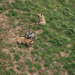 French Bulldog Puppies from LMD Frenchies