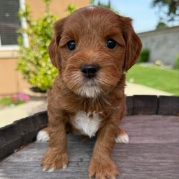Nemo - Red male Australian Labradoodle puppy in Roseville, California from Darby Park Doodles