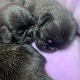 Pug Puppies from The Grumble Pack