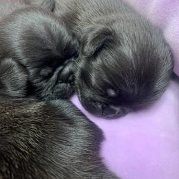 Pug Puppies from The Grumble Pack