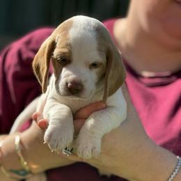 Black Collar-Toast - Red and white male Beagle puppy in Las Vegas, Nevada from Hound Kings