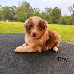 Foggy - Red merle male Australian Shepherd puppy in Big Sandy, Texas from Rocking S Ranch