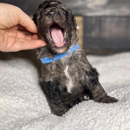 Aussiedoodle, Bernedoodle, Goldendoodle, and Poodle Puppies from Kingsfield Doodles