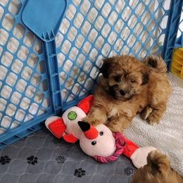 Sadie - Red sable female Havanese puppy in Cleveland, Texas from 7th Heaven Havanese of Texas