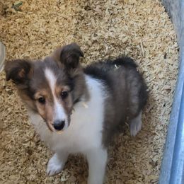 Ira - Sable and white female Shetland Sheepdog puppy in Kaycee, Wyoming from Heavenly Shelties