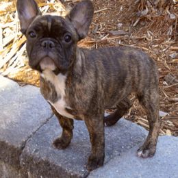 French Bulldog All Grown Up from Sierra Moon Frenchies