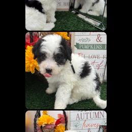Sylvester - Parti male Maltipoo puppy in Wayland, New York from Loris Pampered Pooches💕