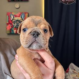 Bulldog Puppies from Bows and Wrinkles Bulldogs