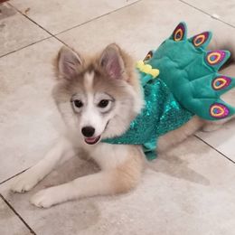 Pomsky Puppies from SoCal Pomskies LLC