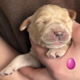 Pink Collared Girl - Light golden female Golden Retriever puppy in Fisher, Illinois from Aslan's Pride of Fidei Family Farms