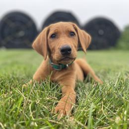Labrador Retriever Puppies from Gochee Labs