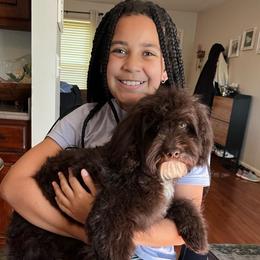 Lulu: fully vaccinated - Brown white and tan female Cockapoo puppy in Richmond, Kentucky from The Doting Doodle