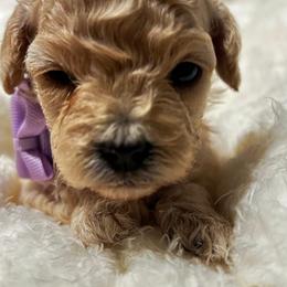 Poodle and Shih Tzu Puppies from Amarilys ShihTzus & Poodles