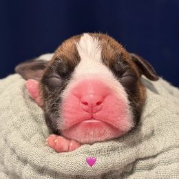 Sally - Brindle female Boxer puppy in La Vernia, Texas from Chilham Boxers