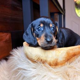 Sprout - Black and tan male Dachshund puppy in Washburn, Tennessee from Clinch Mountain Dachshunds